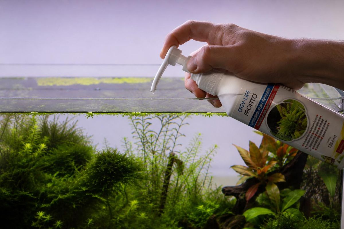 Guide complet de la fertilisation en aquarium planté