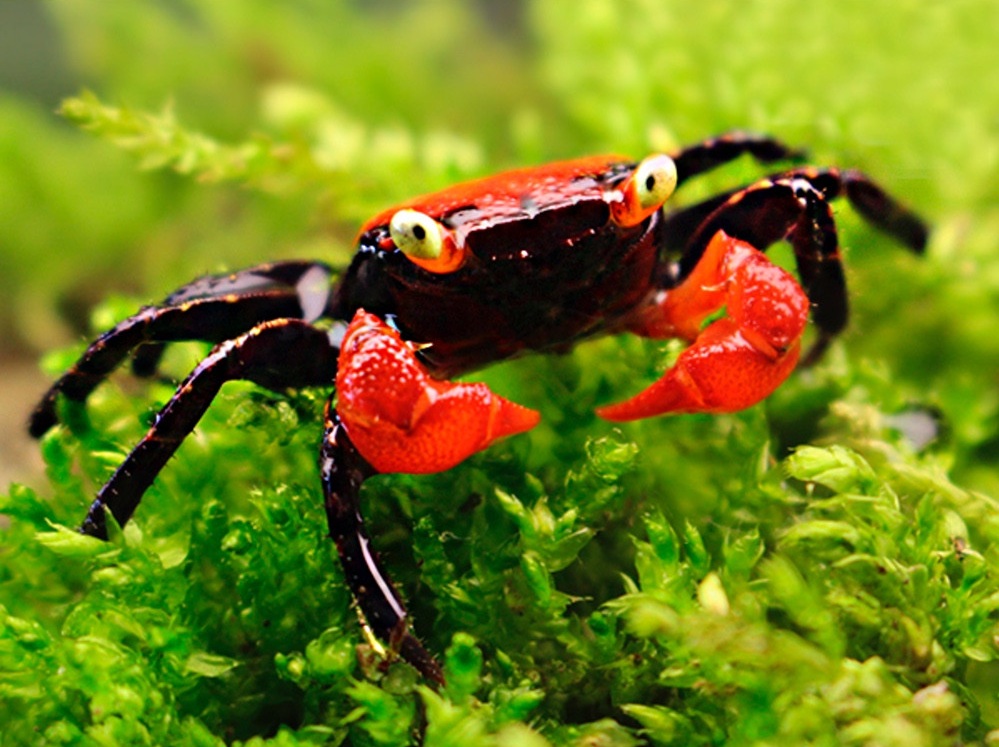 COUP D’OEIL SUR LES CRABES D’ORNEMENT – Chapitre II  : Les Geosesarmas, un panier de crabes !