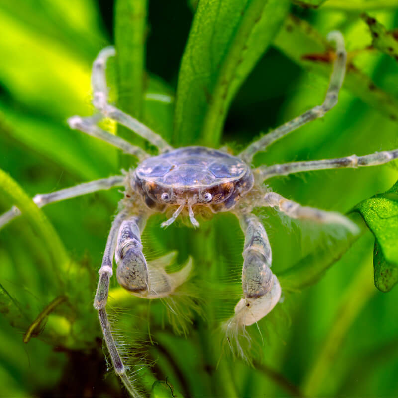 COUP D’OEIL SUR LES CRABES D’ORNEMENT –  Chapitre I : Les 100 % aquatiques