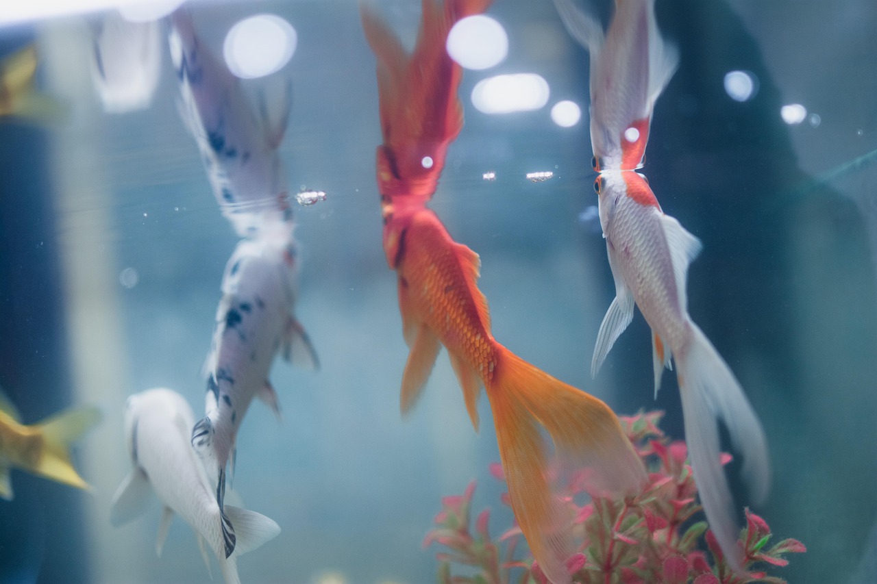 7 signes invisibles qui montrent qu’un aquarium va mal… avant même la catastrophe